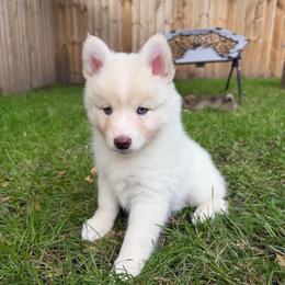 Etta Place - White female Pomsky puppy in Blue Earth, Minnesota from Blue Sky Pomsky