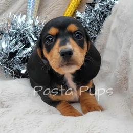 AKC Bratwurst - Black and cream male Dachshund puppy in Texarkana, Arkansas from Pasta Pups Miniature Dachshunds