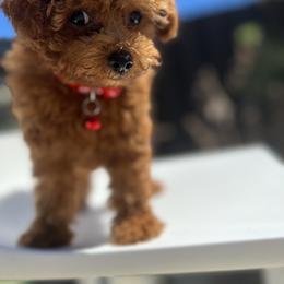 Poodle Puppies from Sakura Poodles