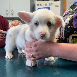 American Corgi and Pembroke Welsh Corgi Puppies from Beebe’s Corgis