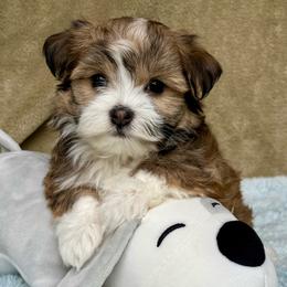 Cosita - Red sable female Havanese puppy in Wappapello, Missouri from Titanium Havanese LLC
