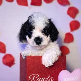 Oreo - Black and white male Cockapoo puppy in Griffin, Georgia from Rawls Lovely Little Tots