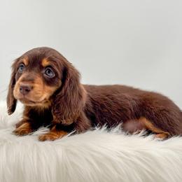 Juni - Chocolate and tan female Dachshund puppy in Litchfield, Illinois from Charmm Dachshunds