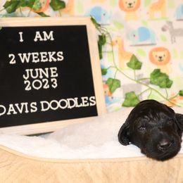 Goldendoodle Puppies from Davis Doodles