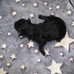 Noelle - Black female Chinese Crested puppy in Frederick, Maryland from Lovable Cresteds