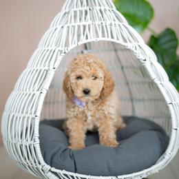 Goldendoodle Puppies from Dashing Doodle Pups
