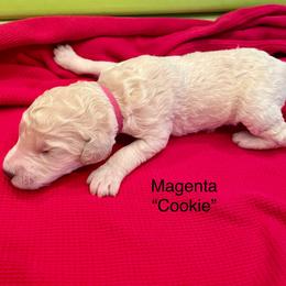 Cookie - Parti female Goldendoodle puppy in St Johns, Florida from Nini's Poodles and Doodles of St. Johns Co.