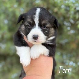 Fern - Black and tan male Pembroke Welsh Corgi puppy in Montague, California from Shasta Valley Pembrokes