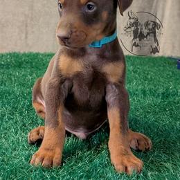 Male 2 - Light Blue Collar - Red and rust male Doberman Pinscher puppy in Spencer, Indiana from Jackson's Dobermans
