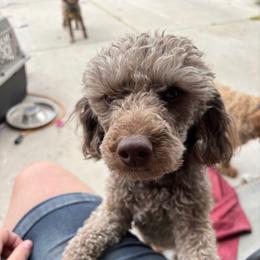 Coco - Poodle