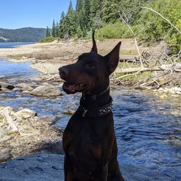 Malik - Doberman Pinscher