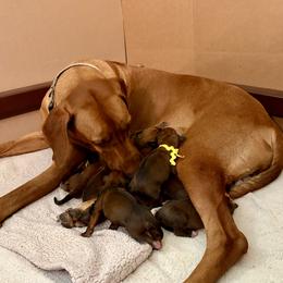 Boy 5 - Rd whtn blk nose male Rhodesian Ridgeback puppy in Chico, California from Keefer Ridge Rhodesian Ridgebacks