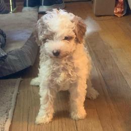 Scooter - Parti male Goldendoodle puppy in Haddam, Kansas from Golden B Acres