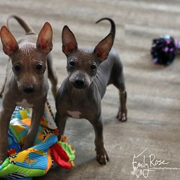 American Hairless Terrier Puppies from DreamEyce American Hairless Terriers