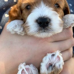 Cockapoo Puppies from ApplebyFarm