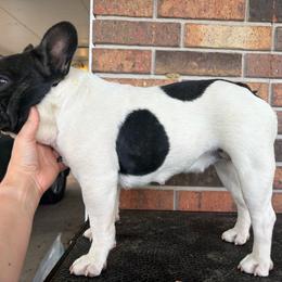 French Bulldog puppies from 4J's Cajun Kennels