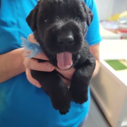 "Light Blue Boy (possibly a Sheriff’s K-9)" Giant Schnauzer Puppies from Giant Strides Giants