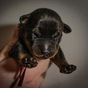 Magma - Black and rust female Beauceron puppy in Medina, Ohio from Beaucerons Des Vents