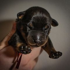 Magma - Black and rust female Beauceron puppy in Medina, Ohio from Beaucerons Des Vents