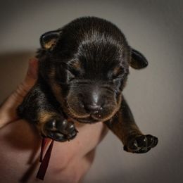 Magma - Black and rust female Beauceron puppy in Medina, Ohio from Beaucerons Des Vents