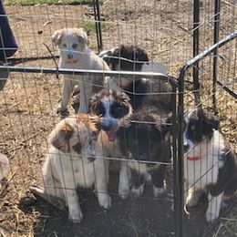 Australian Shepherds from Roland Aussies