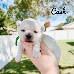 Cash - White male Maltese puppy in Morehead, Kentucky from Paw Perfect Pets