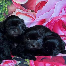 Boy 1 - Black male Shih Tzu puppy in Seguin, Texas from Dolled Up Shih Tzus
