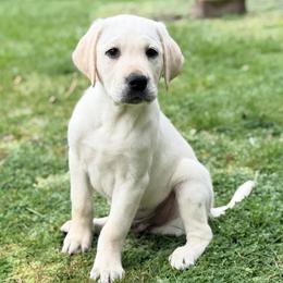 Atlas - Yellow male Labrador Retriever puppy in Sweet Home, Oregon from Snowpeak English Labradors