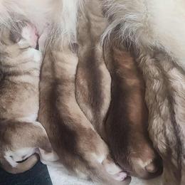 Alaskan Malamute puppies from River Bend Malamutes
