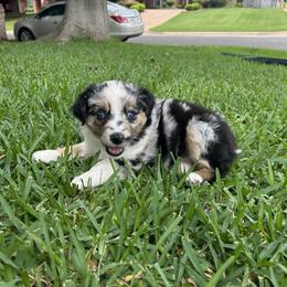 Miniature Australian Shepherd and Toy Australian Shepherd Puppies from Hailey's Miniature Australian Shepherds