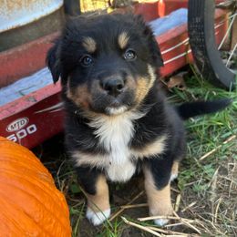 Rein - Black tri-color female Australian Shepherd puppy in Litchfield, New Hampshire from Aussies Edge Farm