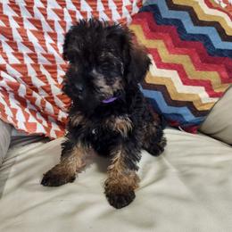 Purple Female - Black and tan female Schnoodle puppy in Lehi, Utah from KK Schnauzers