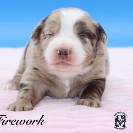 Firework - Red merle female Miniature Australian Shepherd puppy in Weeki Wachee, Florida from Arlington's Mini Aussies