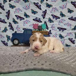 Dash - Cream male Labradoodle puppy in Weatherford, Texas from Oodles of poodles and doodles
