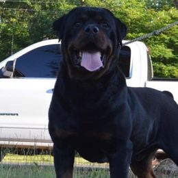 Stefan - Rottweiler