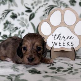 Lilo - Dapple female Dachshund puppy in Dothan, Alabama from Little House Pups