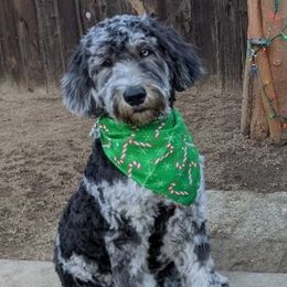Rocky - Goldendoodle