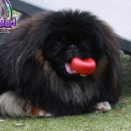 Hela - Pekingese