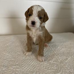 Findlay - Red  male Goldendoodle puppy in Stanford, Kentucky from Holloway Goldendoodles
