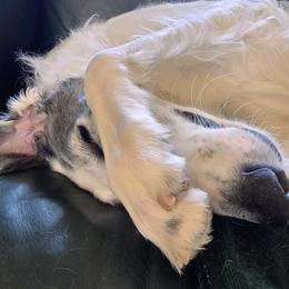 Karma aka CoCo del Octubre Rojo - Argentina - White female Borzoi puppy in Wichita, Kansas from Kaos Kennel
