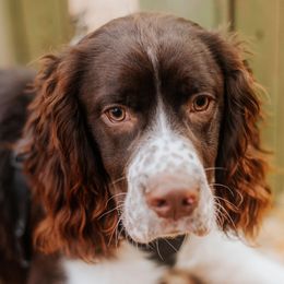 Hank - English Springer Spaniel