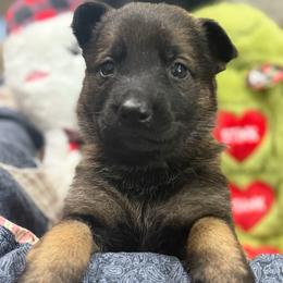 Ms.Yellow - Sable female German Shepherd puppy in Berlin, Wisconsin from Gypsy Miracle Kennels