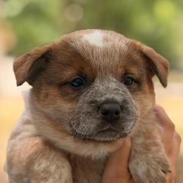 Solid Red Male - Red speckled male Australian Cattle Dog puppy in Scurry, Texas from RedHorizon AKC Australian Cattle Dogs (Heelers)