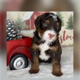Rocky - Brown and white male Bernedoodle puppy in Hillsboro, Oregon from Myt fine doodles