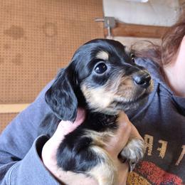Lizbeth's teal collar black and cream longhair boy - Black and cream male Dachshund puppy in Caldwell, Idaho from Dozendachs