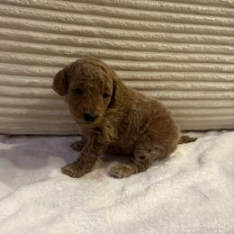 Colby - Cream male Goldendoodle puppy in Payson, Utah from Country Sky Doodles