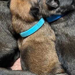 Rani - Sable female Working Dog Cross puppy in Sheridan, Arkansas from Dark Sky Kennels