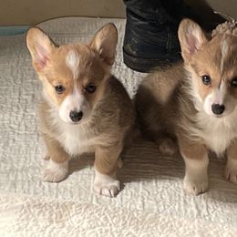 American Corgi and Pembroke Welsh Corgi Puppies from Corgi Daze