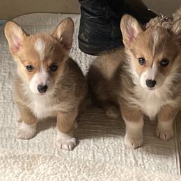 American Corgi and Pembroke Welsh Corgi Puppies from Corgi Daze