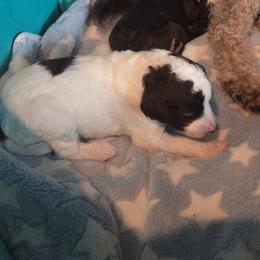 Domino -brown color - Brown and white male Bernedoodle puppy in Aurora, Colorado from Simply Amazing Doodles